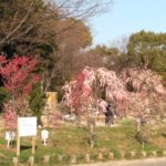 荒子川公園の梅の花